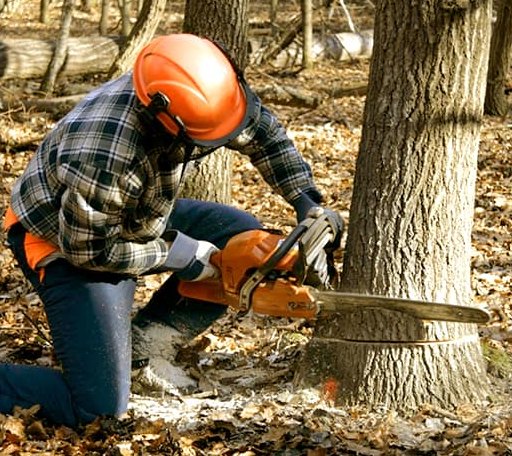 Tree Removal in Pingree, ID